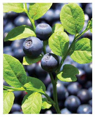 Bilberry Extract for night vision