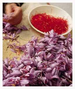 Saffron for retinal sensitivity