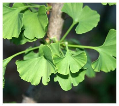 Ginkgo Biloba for eye circulation